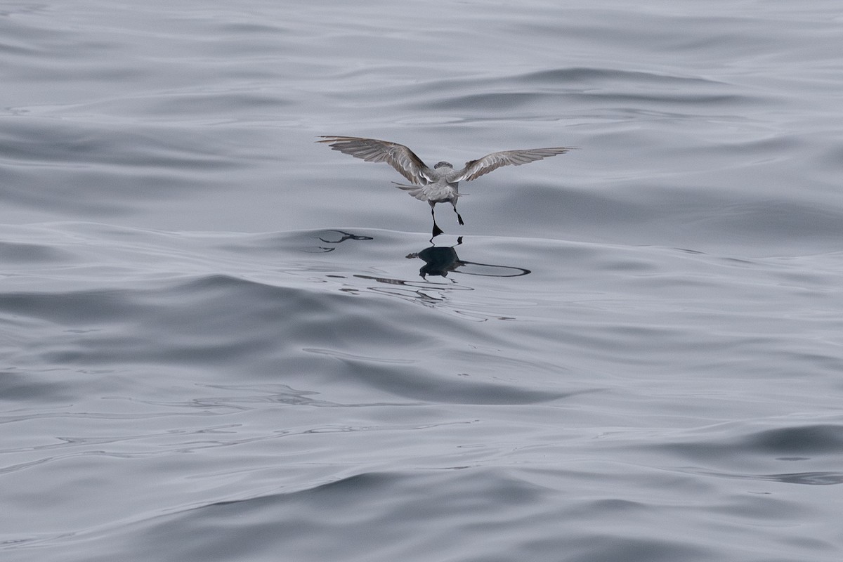 Fork-tailed Storm-Petrel - ML639300239