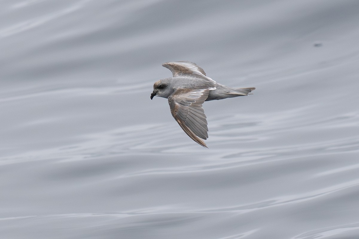 Fork-tailed Storm-Petrel - ML639300261