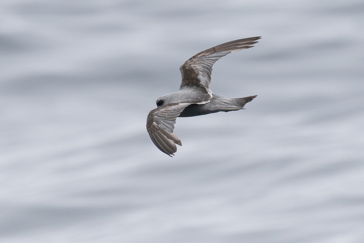 Fork-tailed Storm-Petrel - ML639300262