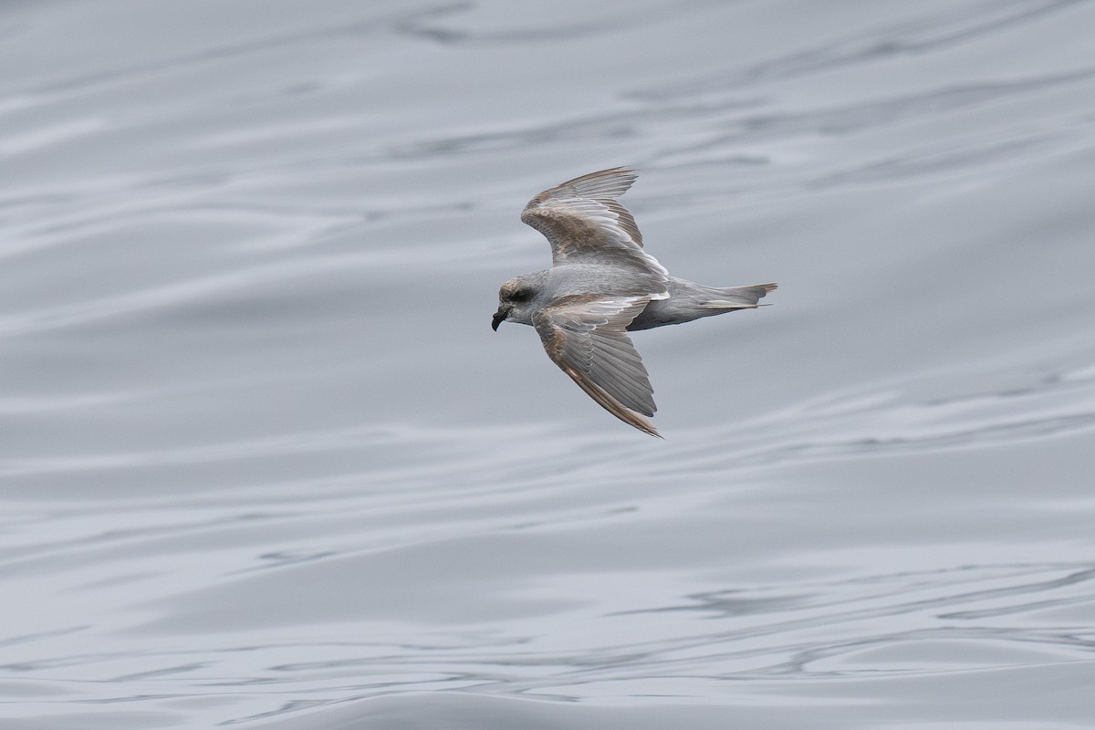 Fork-tailed Storm-Petrel - ML639300264