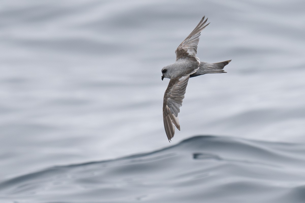 Fork-tailed Storm-Petrel - ML639300265