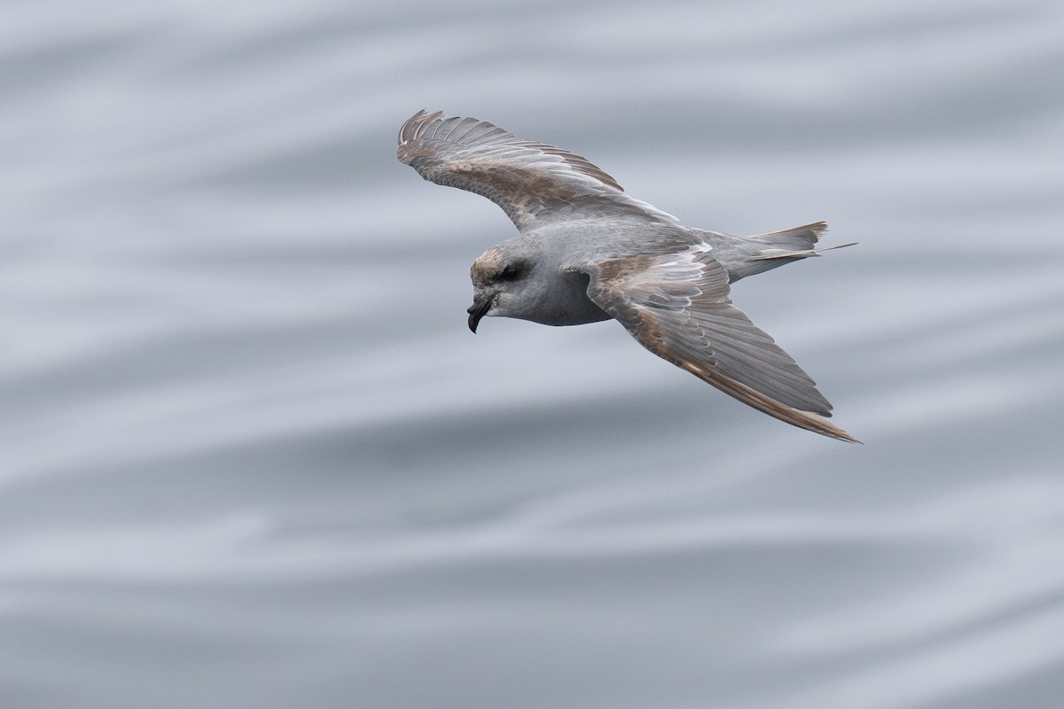 Fork-tailed Storm-Petrel - ML639300266