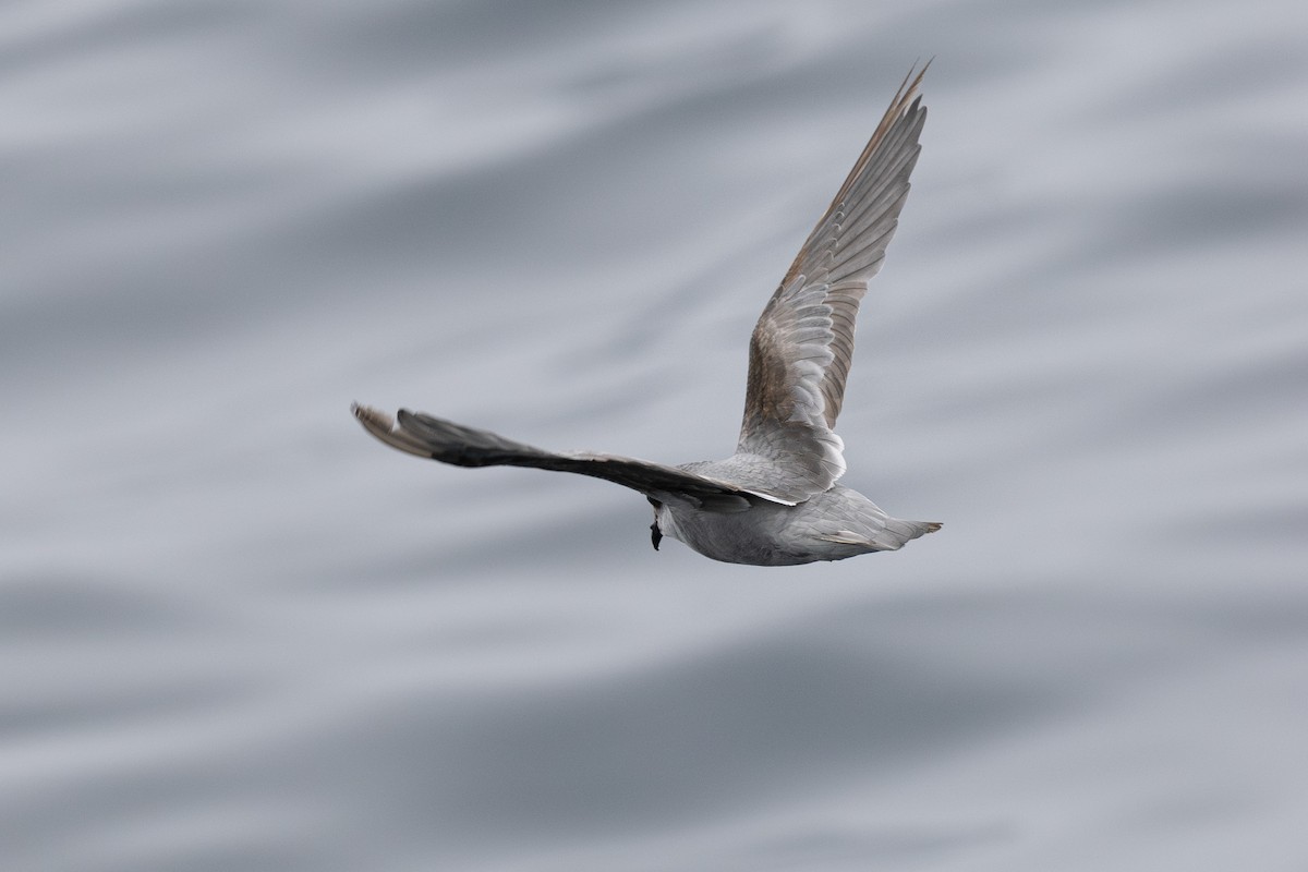 Fork-tailed Storm-Petrel - ML639300267