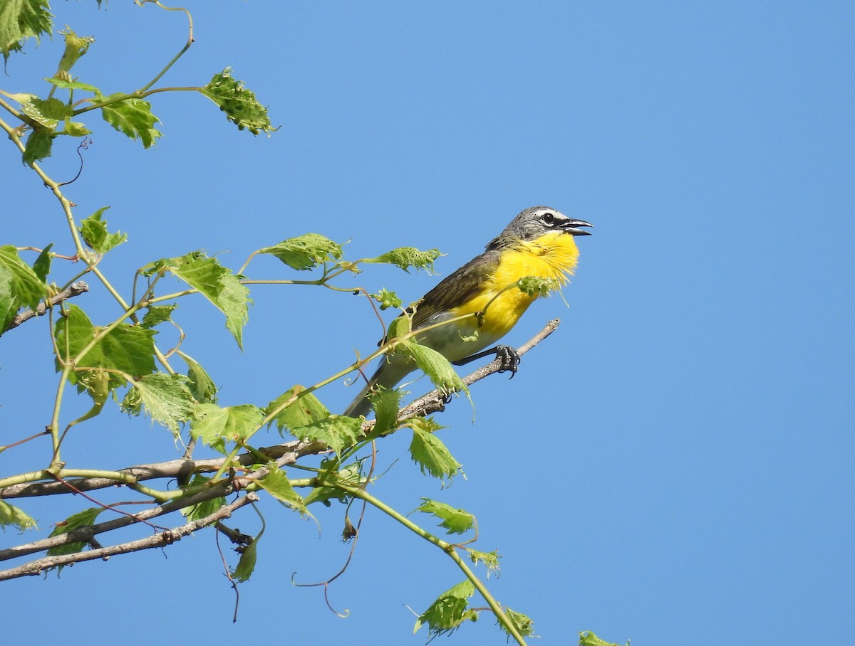 Yellow-breasted Chat - ML639300334