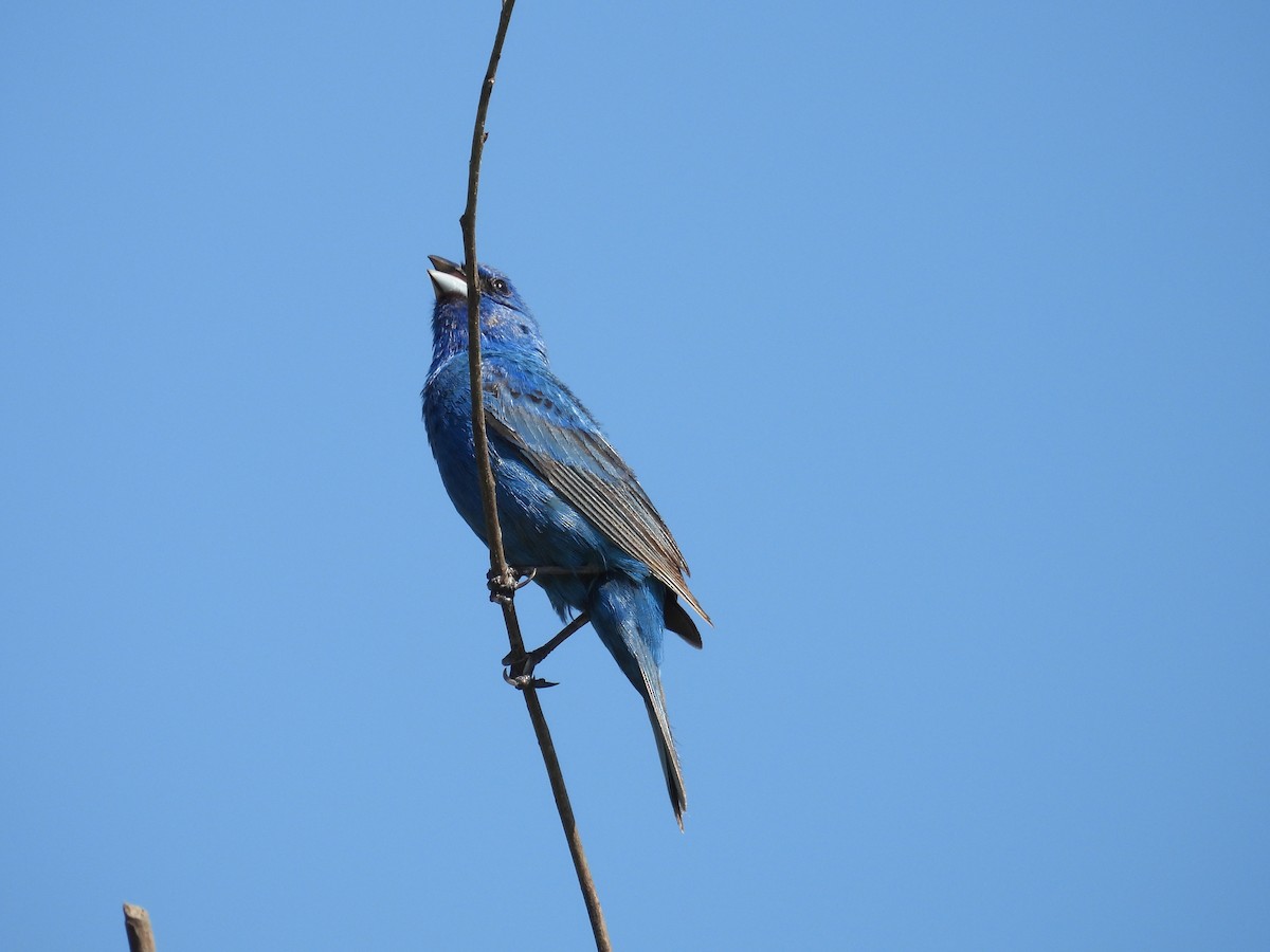 Indigo Bunting - ML639300355
