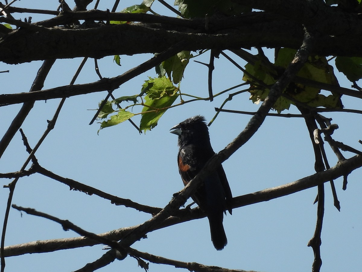 Blue Grosbeak - ML639300366