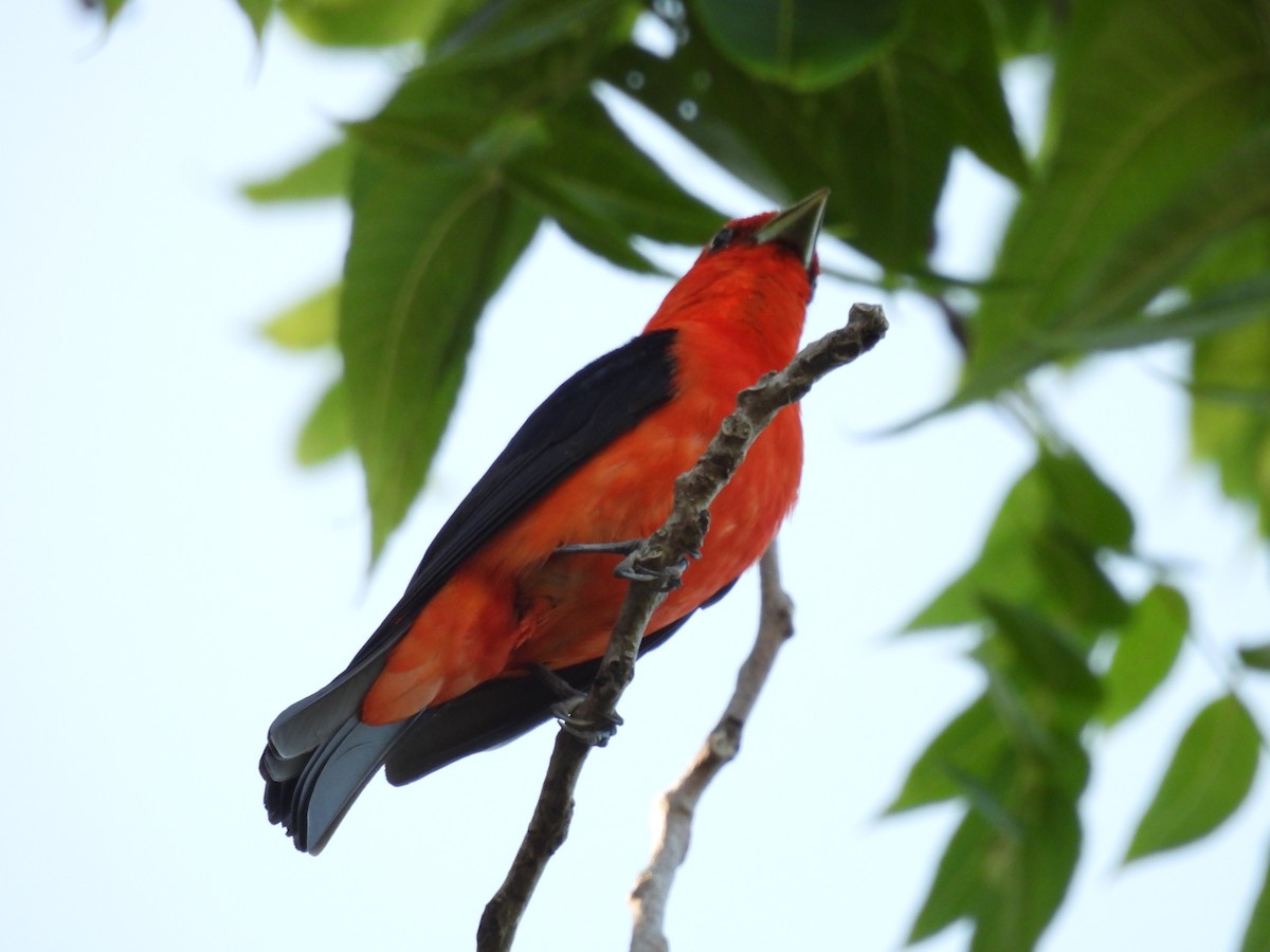 Scarlet Tanager - ML639300372