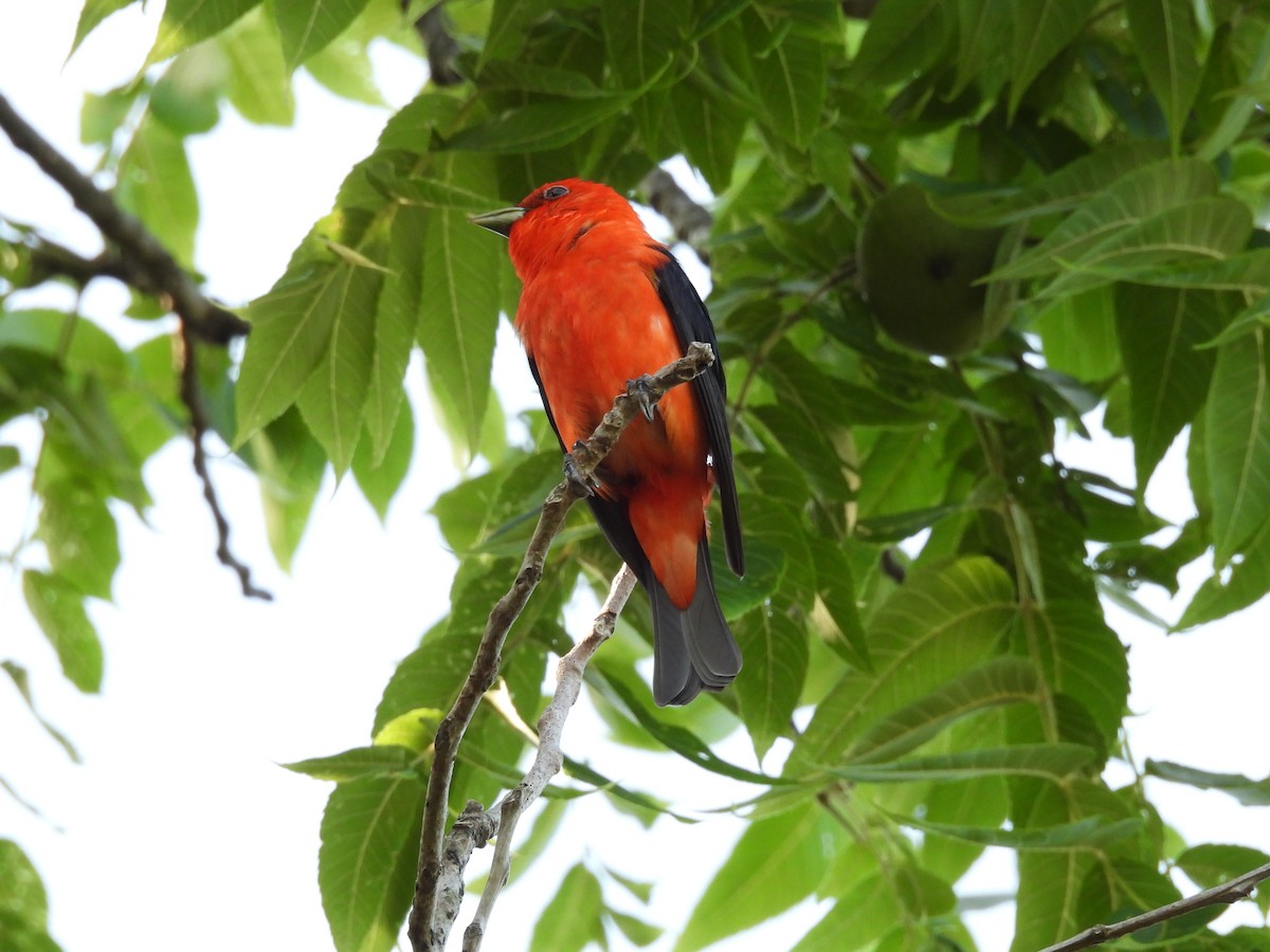 Scarlet Tanager - ML639300389