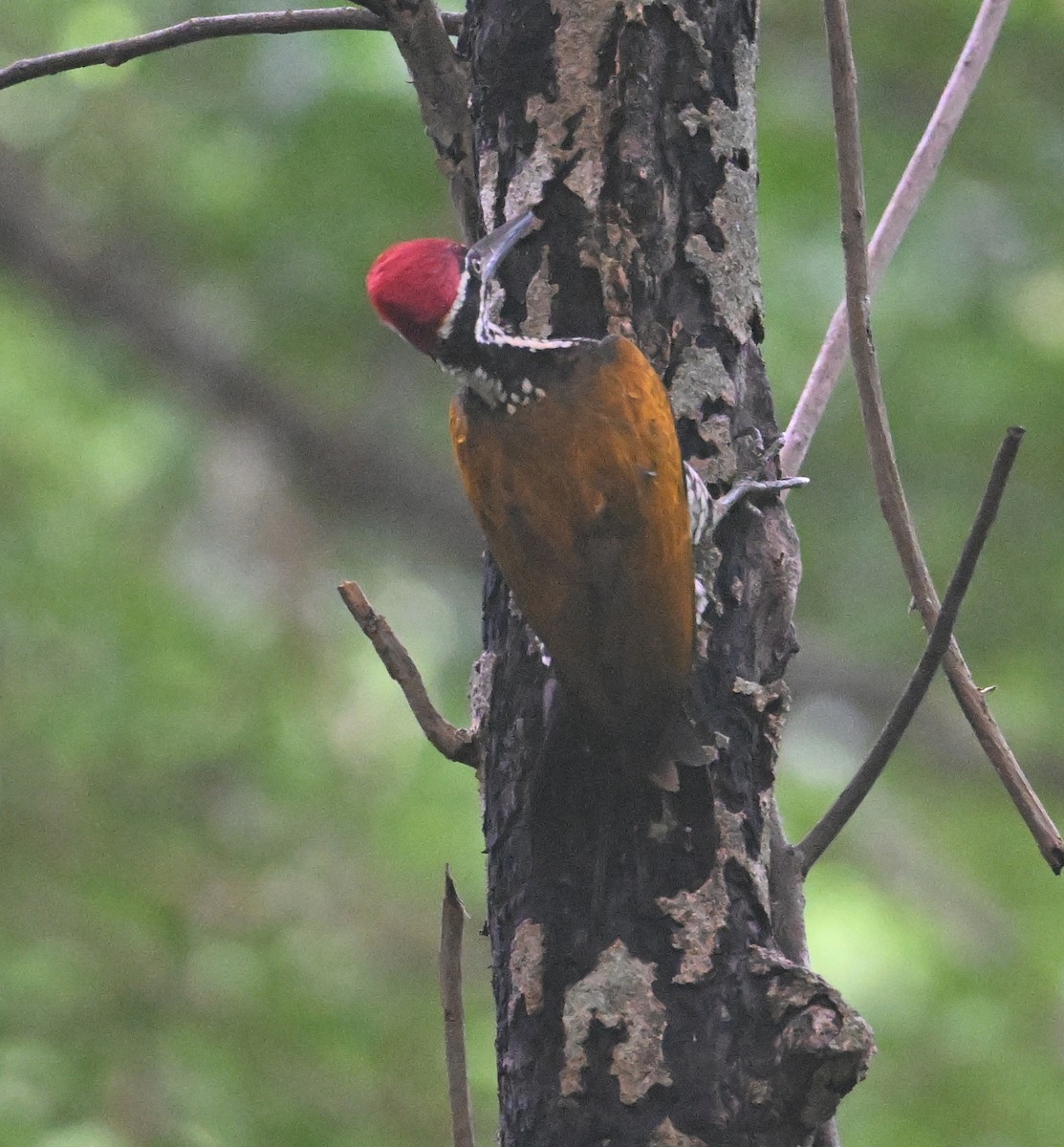 Greater Flameback - ML639300676