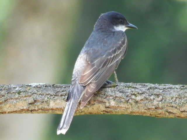 Eastern Kingbird - ML639300700