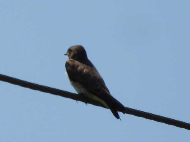 Northern Rough-winged Swallow - ML639300739