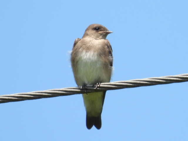 Northern Rough-winged Swallow - ML639300740