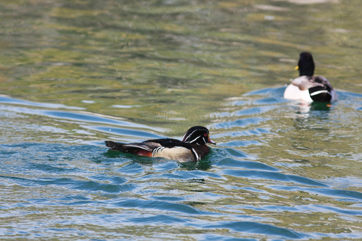 Wood Duck - ML639300847