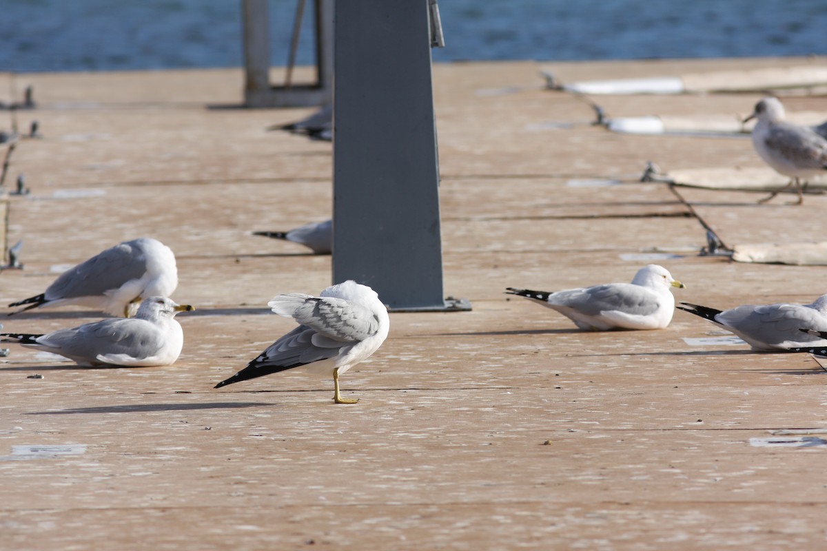 Ring-billed Gull - ML639300852