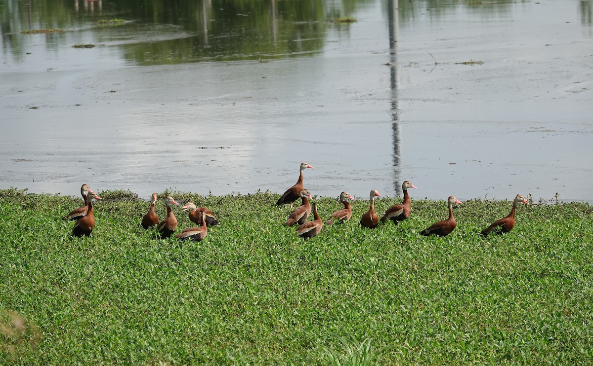 Black-bellied Whistling-Duck - ML639300857
