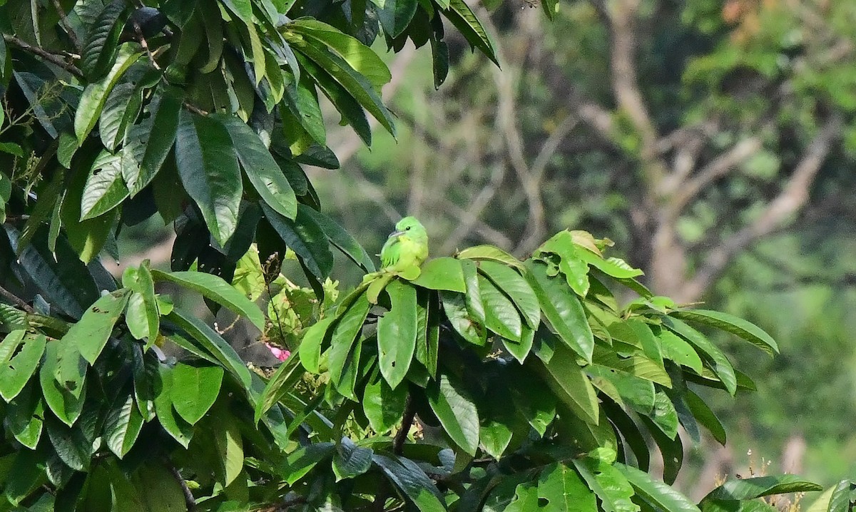 Green Shrike-Vireo - ML639300872