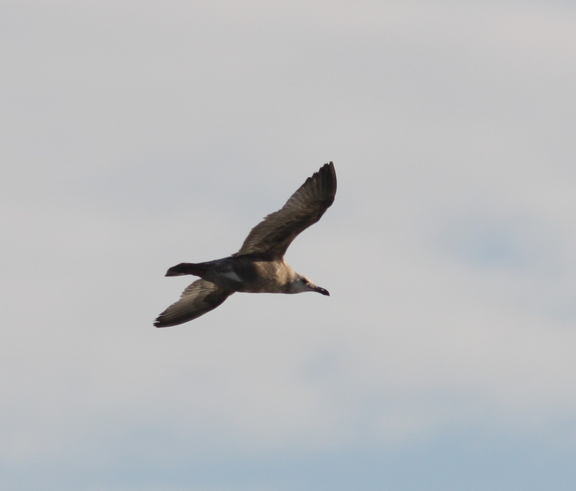 American Herring Gull - ML639300874