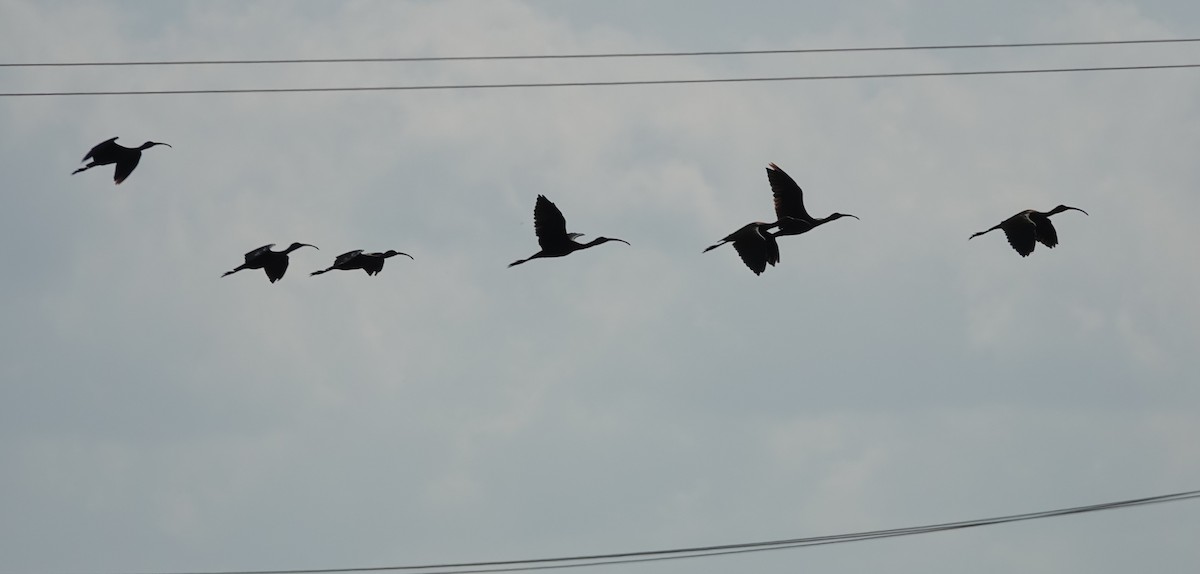White-faced Ibis - ML639300876
