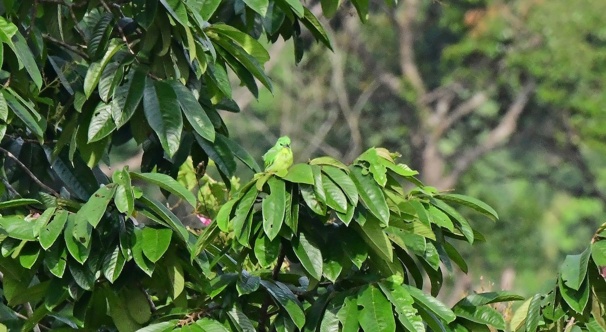 Green Shrike-Vireo - ML639300882
