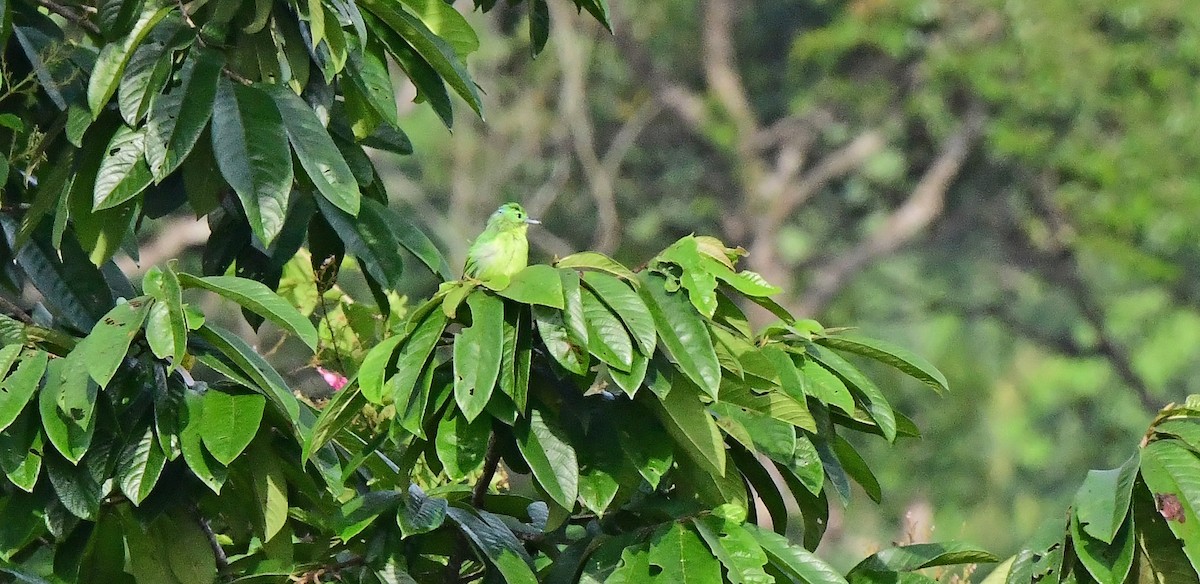 Green Shrike-Vireo - ML639300892