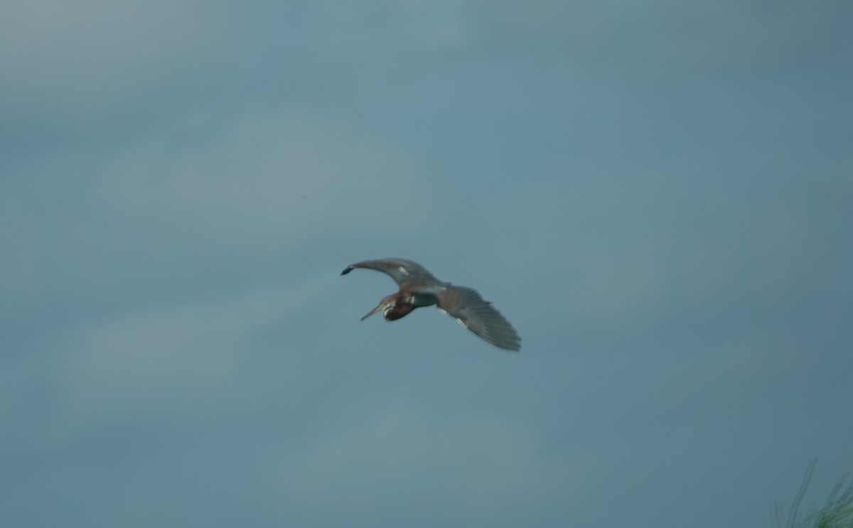 Tricolored Heron - ML639300894
