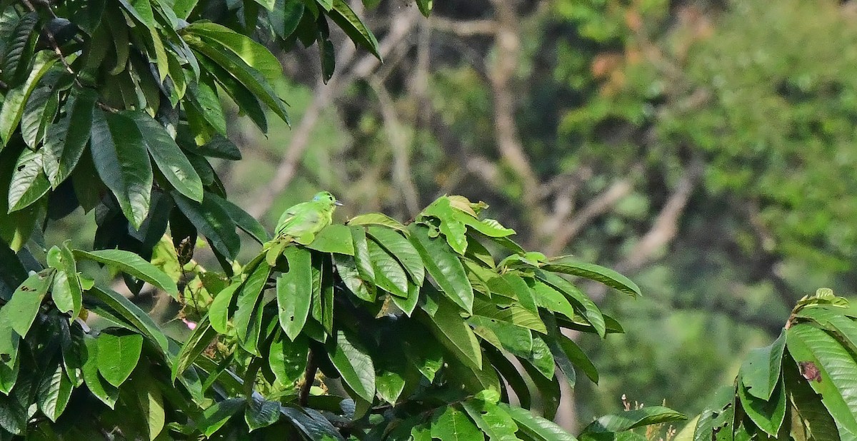 Green Shrike-Vireo - ML639300908