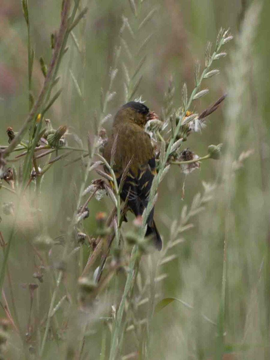 Andean Siskin - ML639300962
