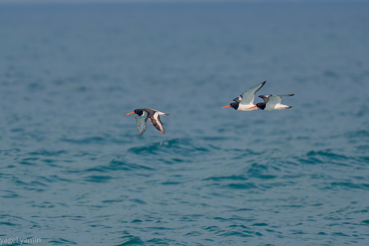 Eurasian Oystercatcher - ML639301179