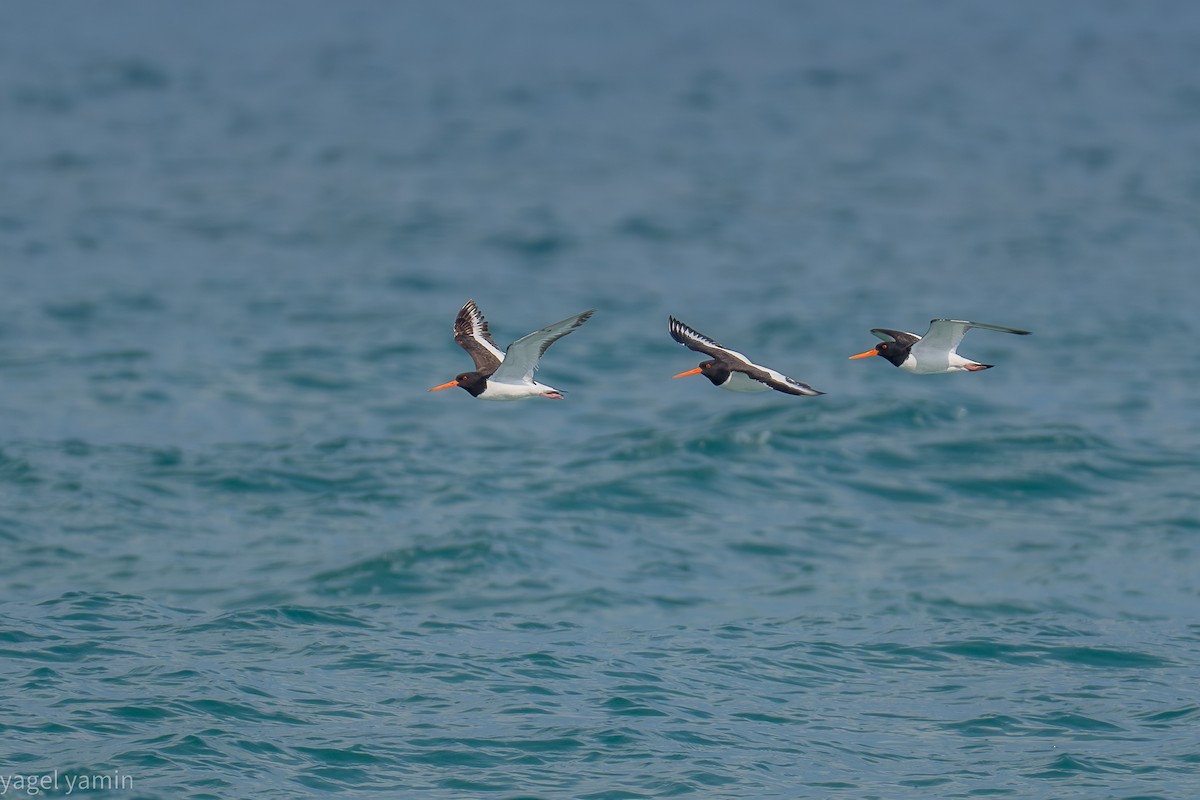 Eurasian Oystercatcher - ML639301180