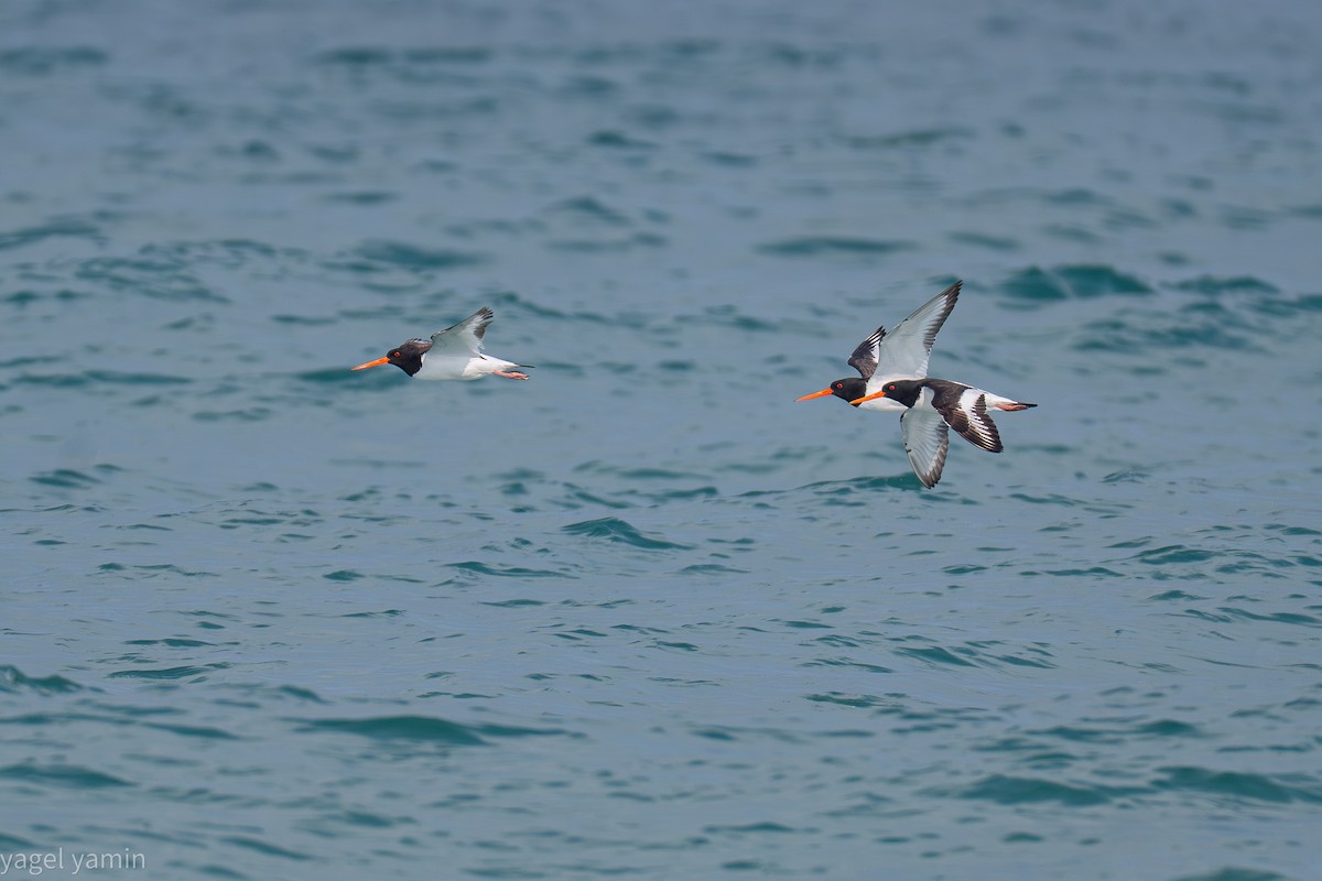 Eurasian Oystercatcher - ML639301181