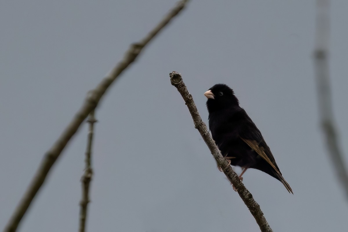 Purple Indigobird - ML639301192