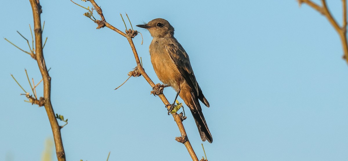 Mosquero Llanero - ML639301222