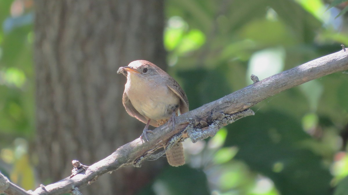Northern House Wren - ML639301242