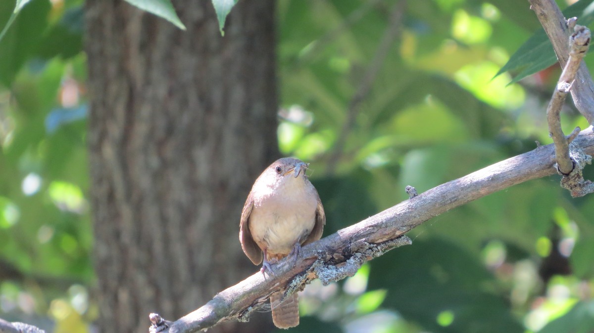 Northern House Wren - ML639301243