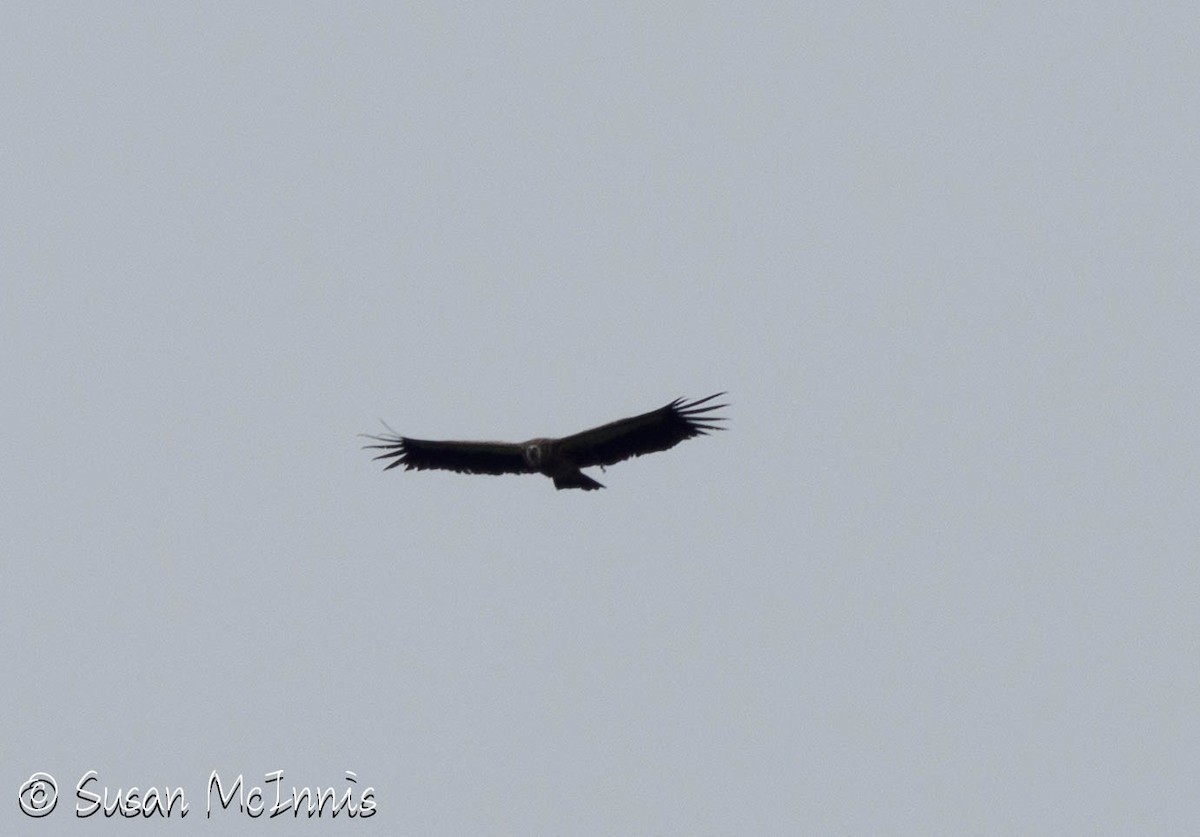 Himalayan Griffon - ML639301260