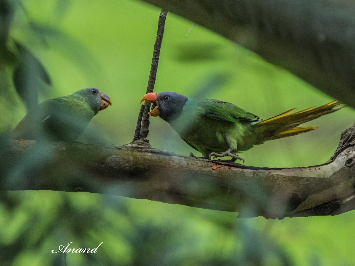 Slaty-headed Parakeet - ML639301301