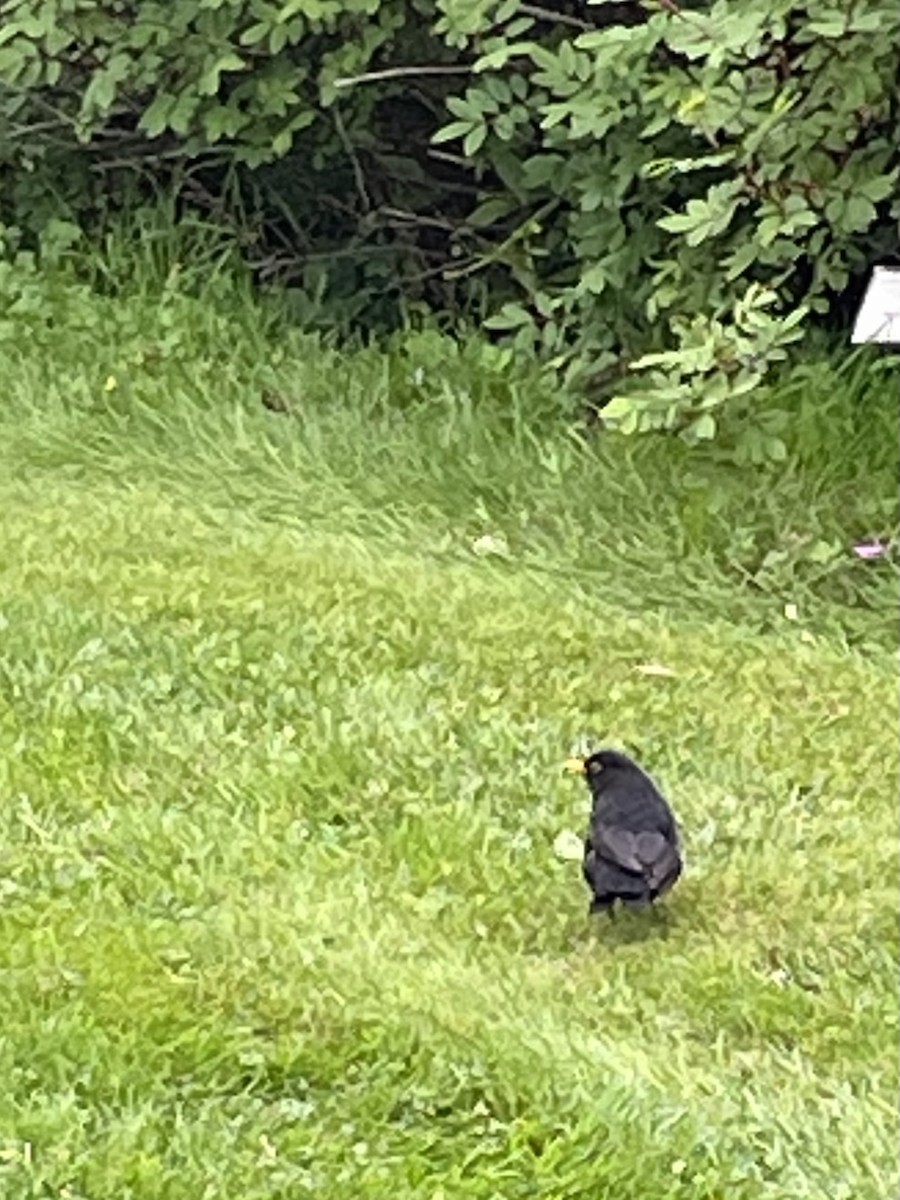 Eurasian Blackbird - ML639301305