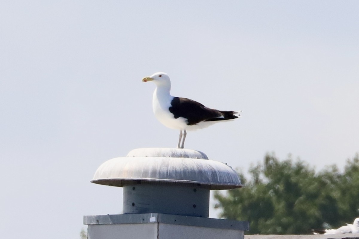 Great Black-backed Gull - ML639301334