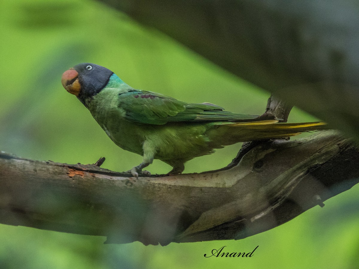 Slaty-headed Parakeet - ML639301346