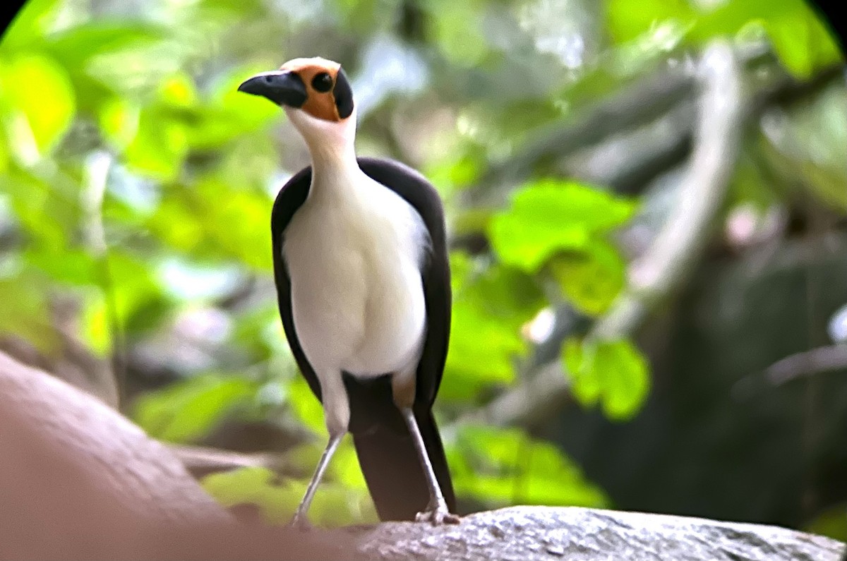 White-necked Rockfowl - ML639301356