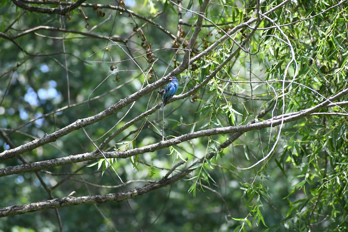 Indigo Bunting - ML639301458