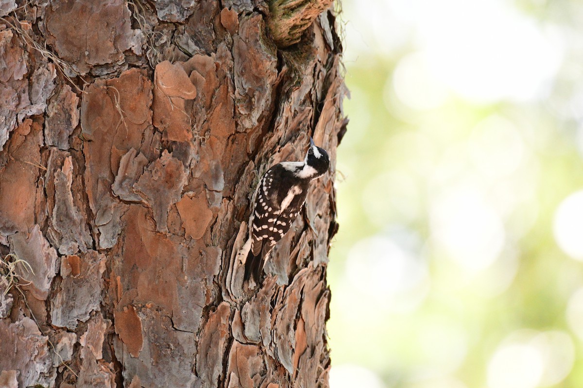 Downy Woodpecker - ML639301496