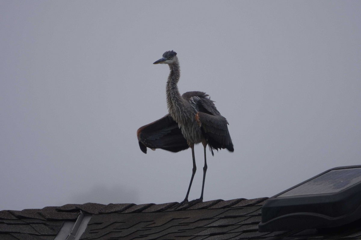 Great Blue Heron - ML639301519