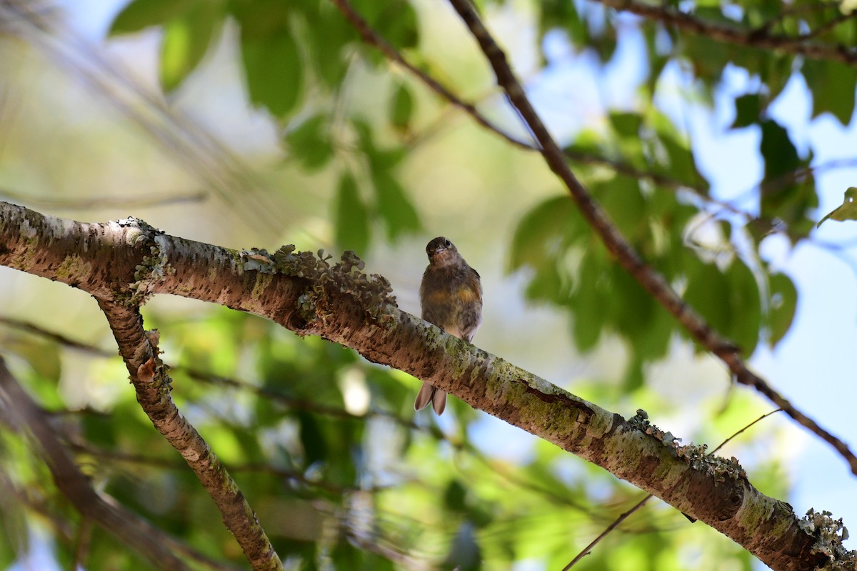 Pine Warbler - ML639301525