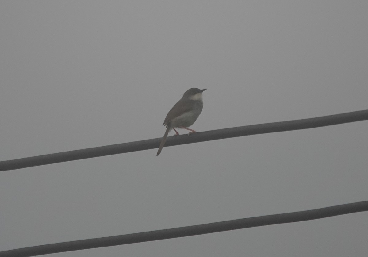 Gray-breasted Prinia - ML639301527
