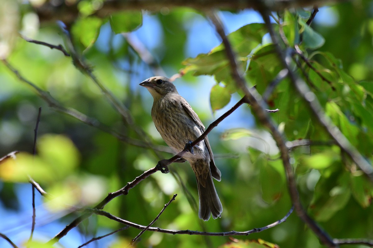 Brown-headed Cowbird - ML639301535