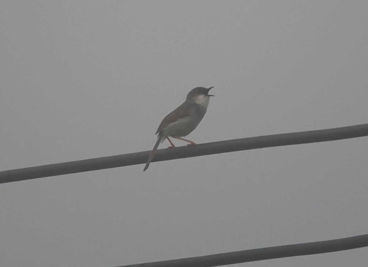 Gray-breasted Prinia - ML639301541