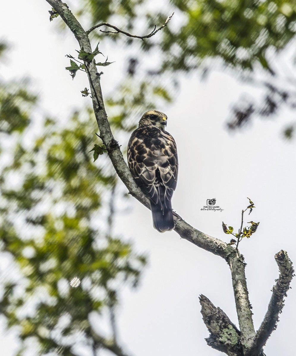 Broad-winged Hawk - ML639301813