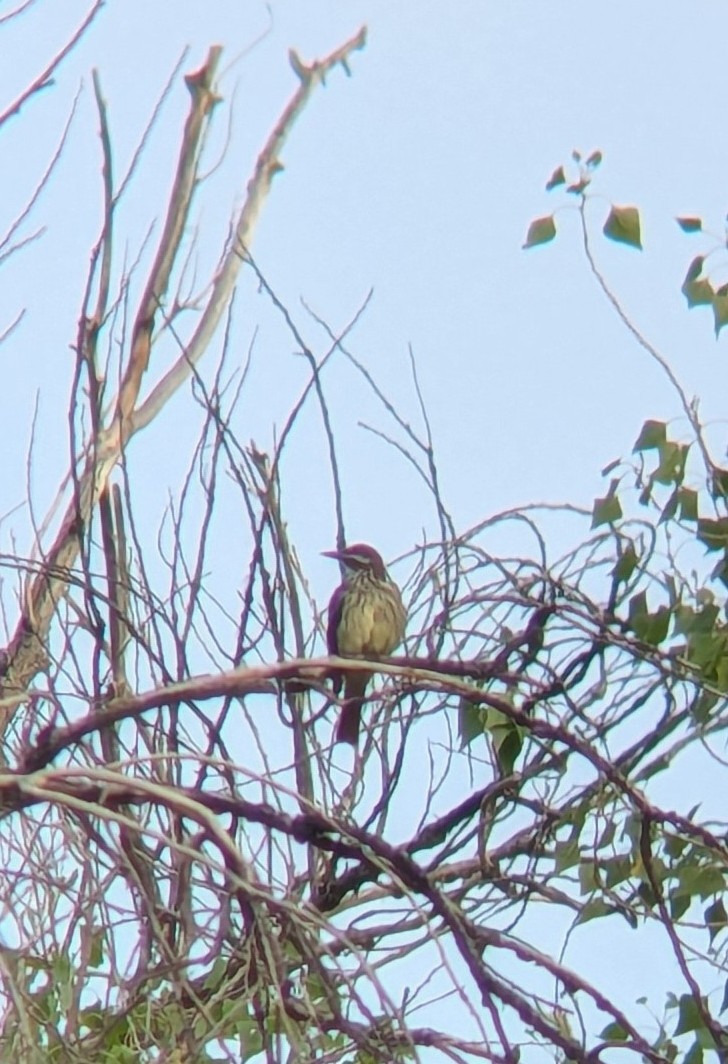Sulphur-bellied Flycatcher - ML639301831