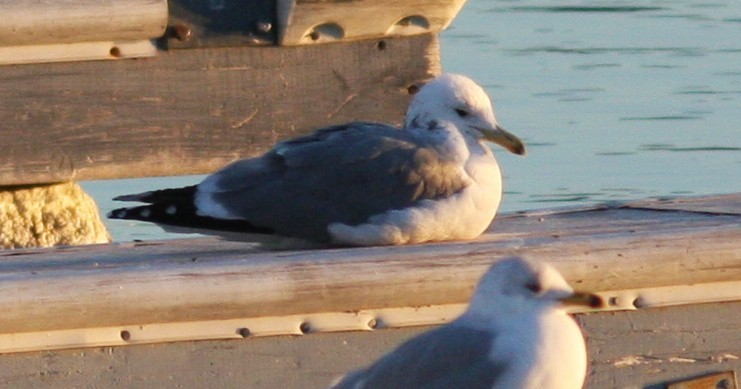 California Gull - ML639301927
